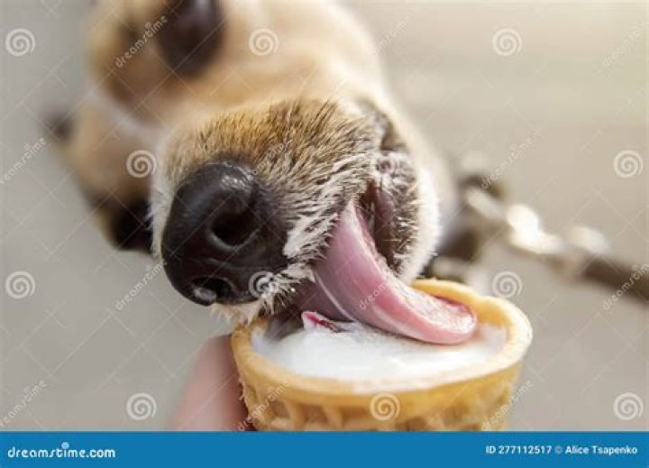 Can dogs eat vanilla ice cream?