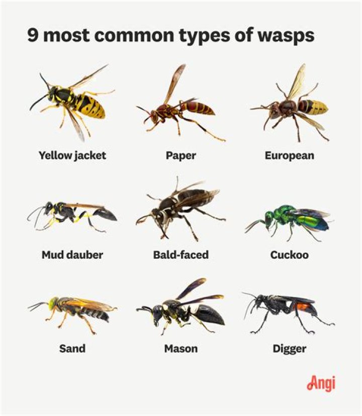 Can wasps live without a queen?