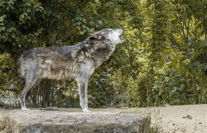 Can wolves bark?