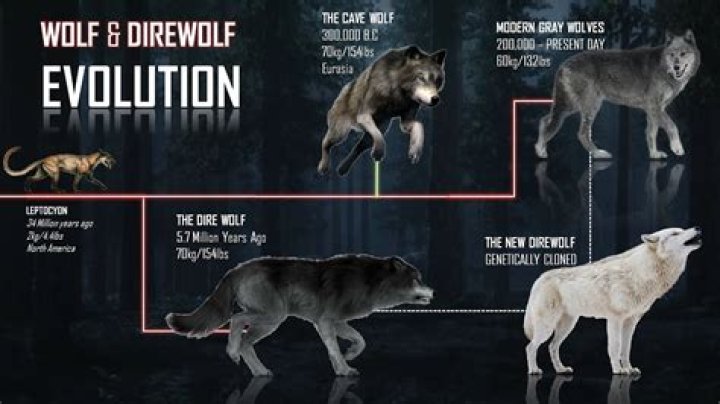 Did wolves ever live in Illinois?