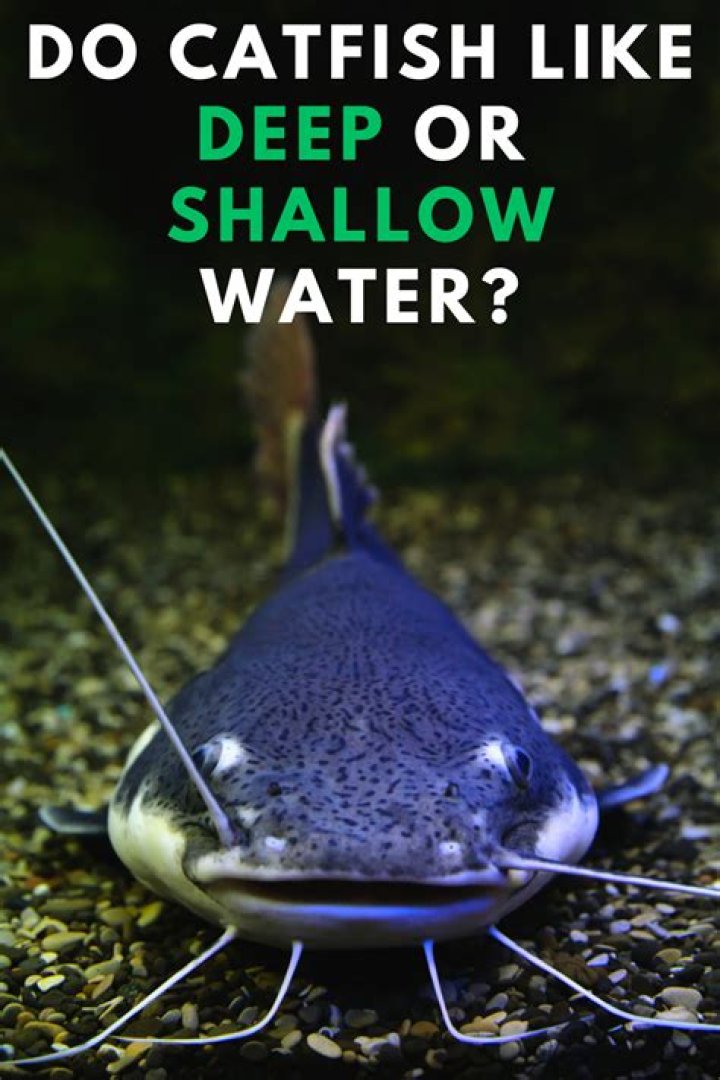 Do catfish like deep or shallow water?