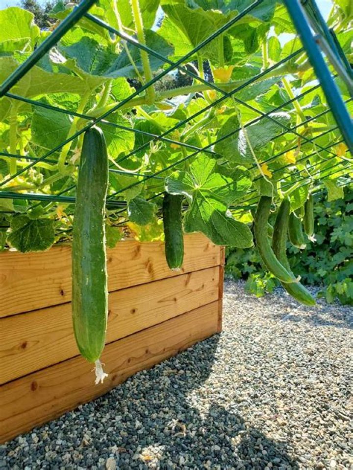Do cucumbers make you poop?