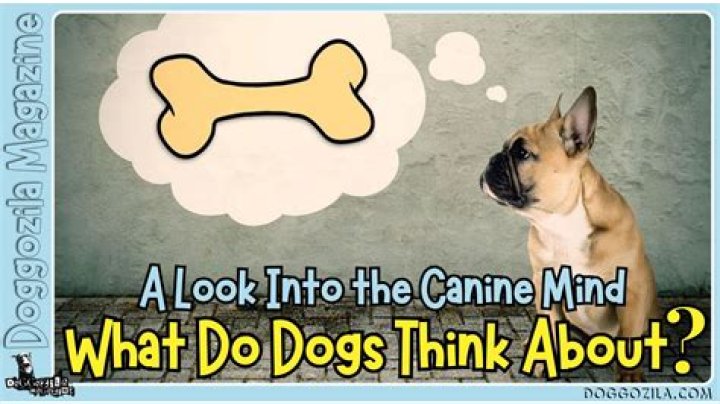 Do dogs think babies are theirs?