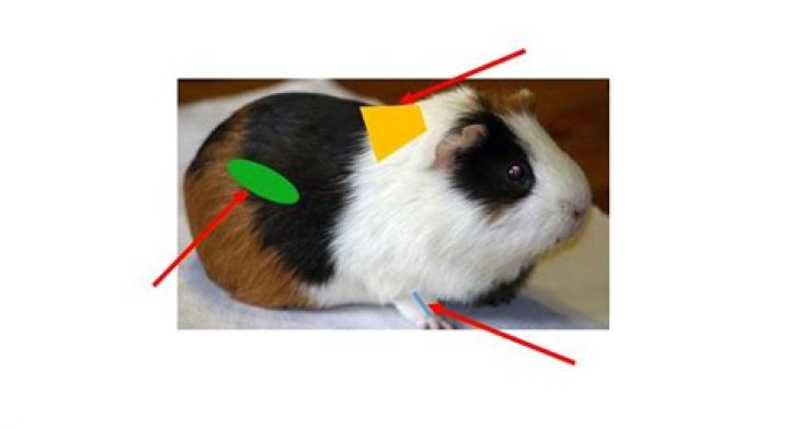 Do guinea pigs have two Buttholes?