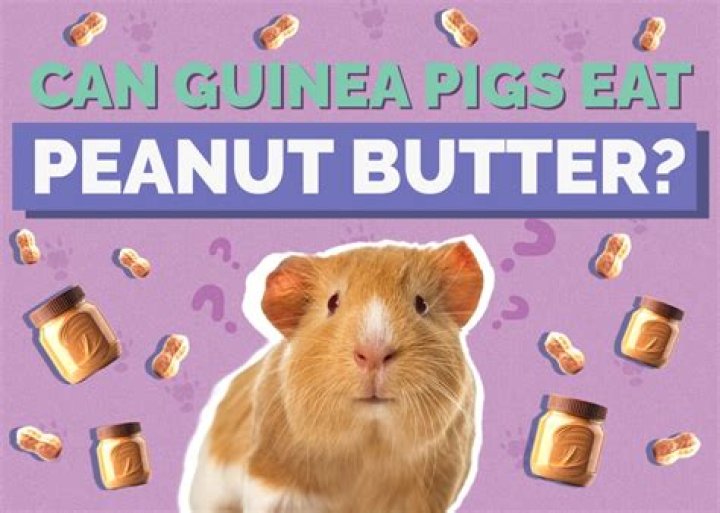 Do guinea pigs like peanut butter?