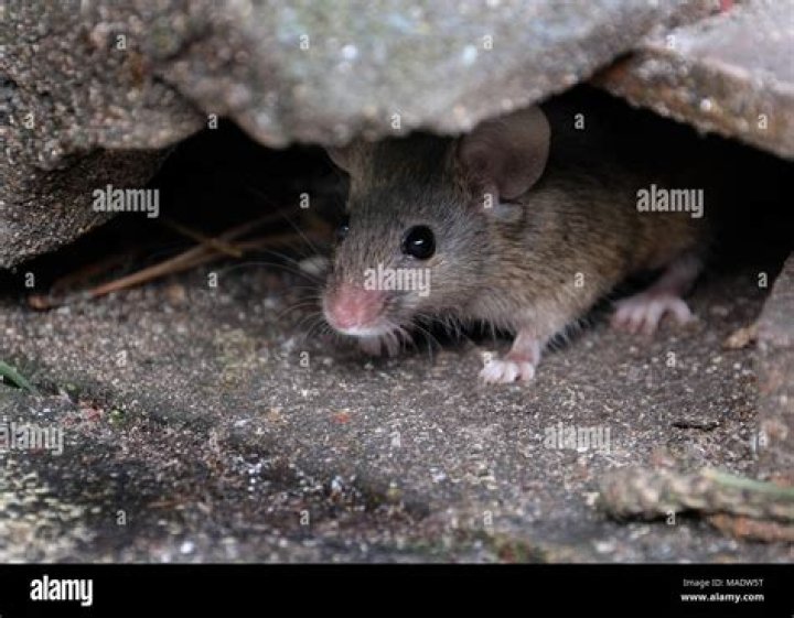 Do mice hide food in shoes?