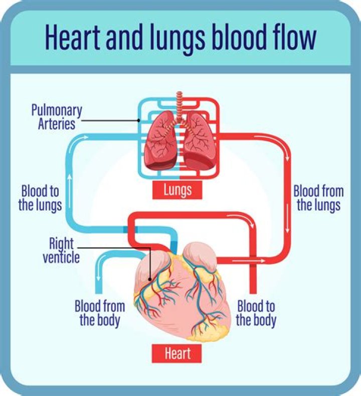Does ants have a heart and blood?
