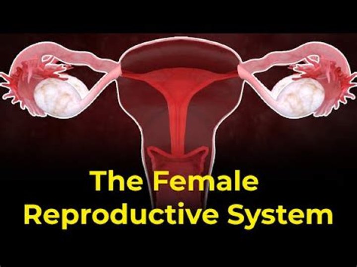 How many periods does a Indian woman have in her lifetime?
