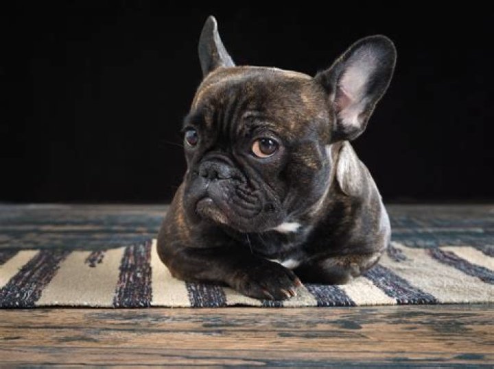 Is dog saliva good for human cuts?