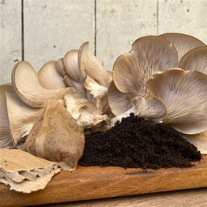 What does a mushroom necklace mean?