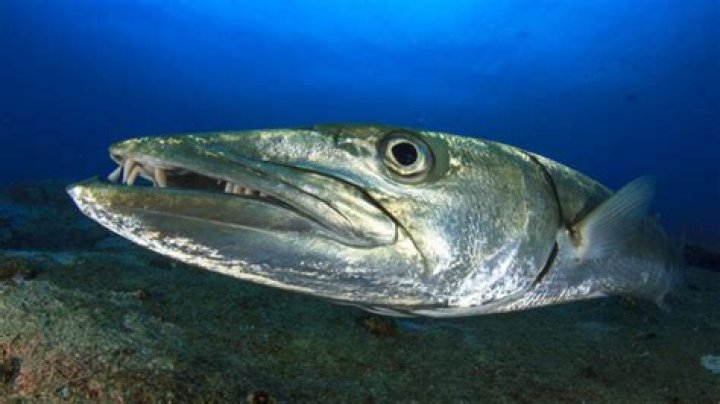 What does Barracuda evolve into?