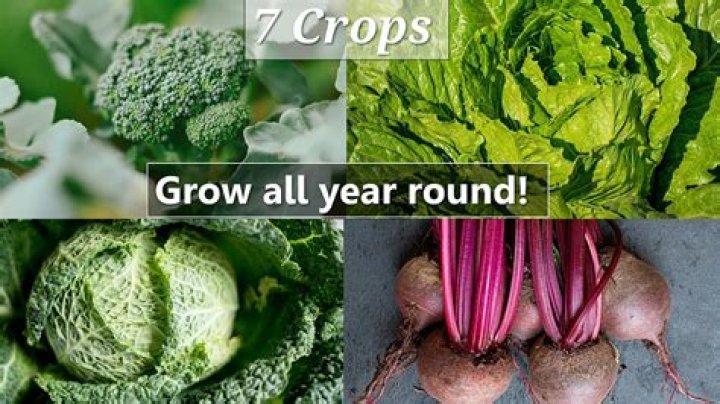 What food can you grow all year round?