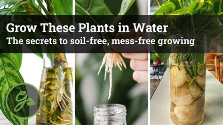What happens if you water plants with apple cider vinegar?
