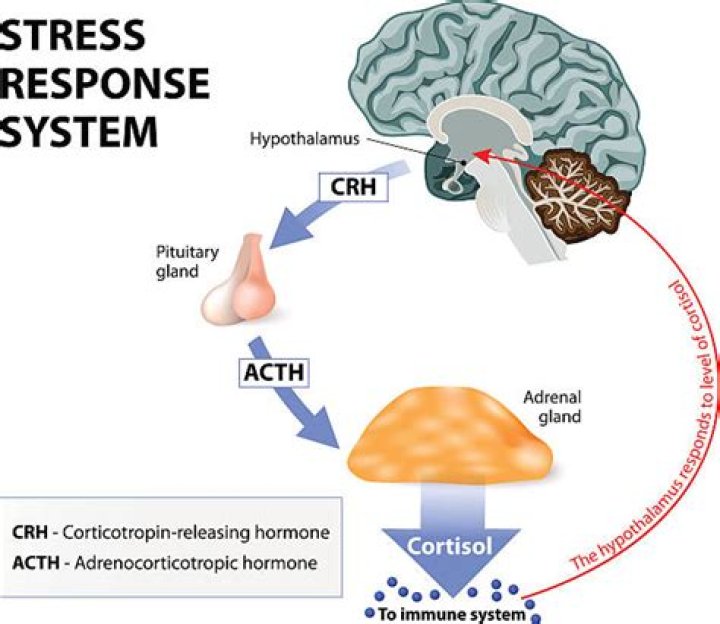 What hormone controls stress?