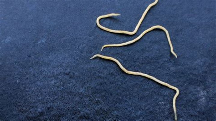 Where do threadworms come from originally?