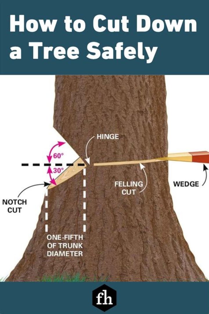 Where in the Bible does it say not to cut down a tree?