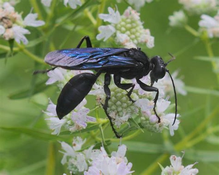 Which is worse a hornet or a wasp?