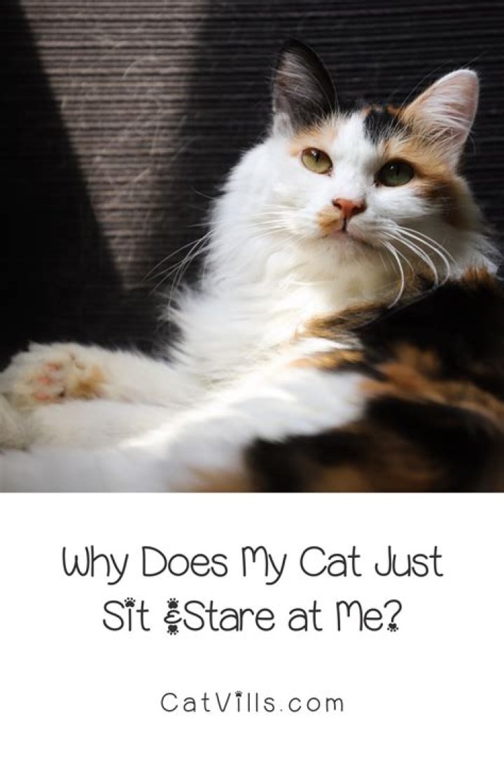Why does my cat sit and stare at me for hours?