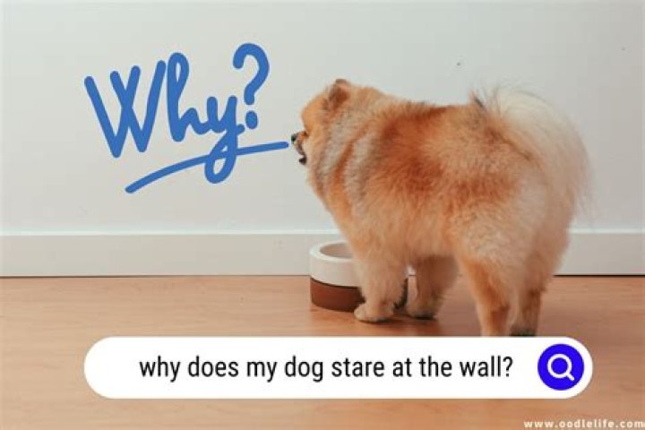 Why does my dog stare at the wall?